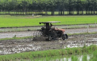 Chủ động phòng, chống dịch hại vụ Mùa