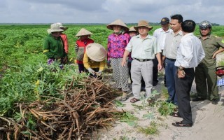 Tân Châu: Gần 4.300 ha mì nhiễm bệnh khảm lá