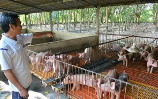 Đề xuất phạt vi phạm sử dụng chất cấm trong chăn nuôi