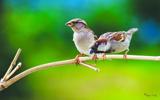 Bầy chim sẻ trước hiên nhà