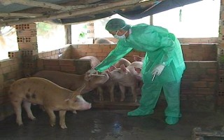 Tân Biên: Ra quân tiêm vắc-xin phòng bệnh cho đàn gia súc, gia cầm