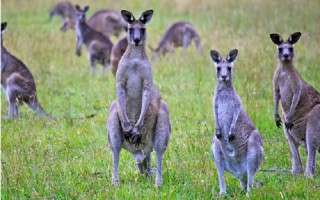 Australia kêu gọi người dân ăn thịt kangaroo