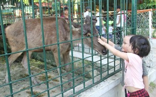 Vườn thú 30 năm tuổi, vẫn phải giải thể vì ngày càng teo tóp