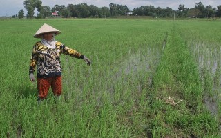 Đi làm đồng, bị sét đánh chết