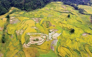 Cung đường “săn mùa vàng” ở Lào Cai