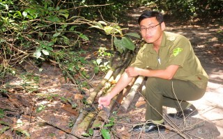 Trộm cắp cây rừng ở huyện Dương Minh Châu