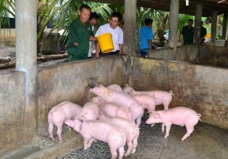 Giá heo tăng nhẹ, người chăn nuôi dè dặt tái đàn