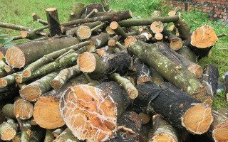 Giá gỗ cao su tăng cao