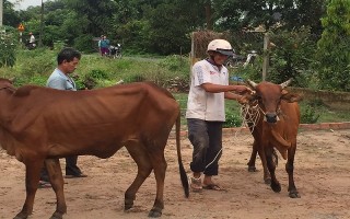 Điểm tin địa phương