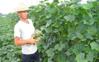 Nông dân đầu tư trồng rau sạch, thu lợi nhuận cao