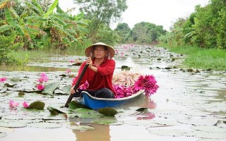 Trồng bông súng cho thu nhập khá