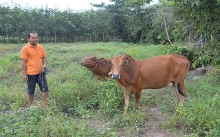 Anh nông dân tiêu biểu