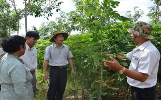 Tích cực phòng, chống dịch khảm lá mì