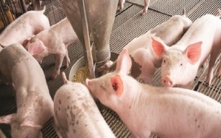 Quản lý chặt thức ăn chăn nuôi chứa kháng sinh