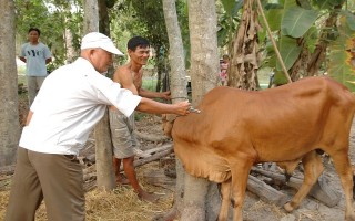 Tăng cường phòng chống bệnh lở mồm long móng gia súc