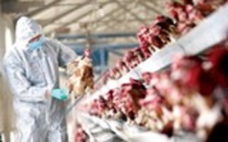 Phòng chống cúm A(H7N9) độc lực cao lây truyền ở động vật và người