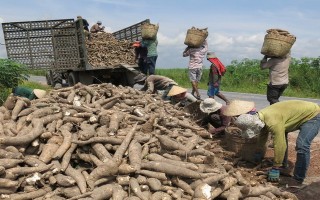 Khó khăn trong cơ giới hoá sản xuất mì