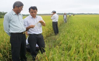 Khuyến khích nông dân sử dụng giống lúa Đài Thơm 8