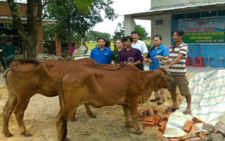 Trao bò sinh sản cho đoàn viên, thanh niên nghèo