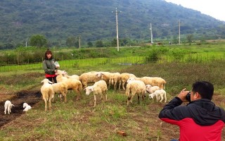 Ngắm "làng cừu" dưới chân núi Bà