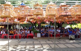 Hội thi chim Chào mào ở thành phố Tây Ninh