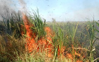 Mía cháy tràn lan, nông dân thiệt hại hàng chục tỷ đồng