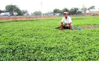 Thoát nghèo nhờ cây rau răm