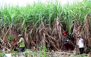 Giá mía xuống thấp, nông dân trồng mía lao đao