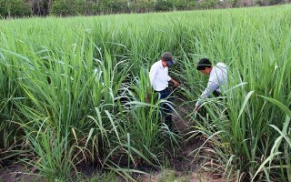 Nông dân bỏ mía, nguy cơ thiếu nguyên liệu cho vụ tới