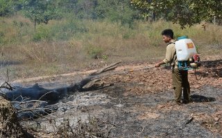 Năm 2017, không xảy ra cháy rừng