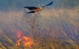 Loài chim biết dùng lửa lùa mồi để đi săn