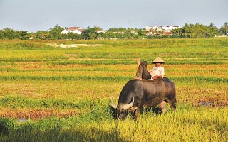 Hoa dại