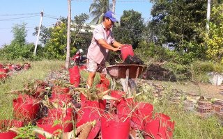 Người trồng hoa ở ấp Vịnh thiệt hại nặng do thời tiết thất thường