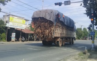 Cần hạ tải những xe chở mía quá tải, quá khổ