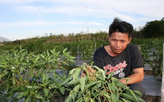 Nông dân Châu Thành lại lao đao vì ớt