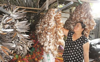 Chổi lông gà trên đà mai một