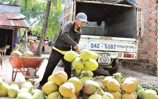 Vất vả nghề thu mua dừa