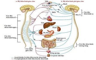 Hiện tượng hơi nóng chạy dài từ trên bả vai xuống gót chân là gì và cách điều trị chúng ra sao?