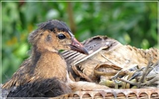 Cúm núm – đặc sản “gây nghiện” ở miền Tây