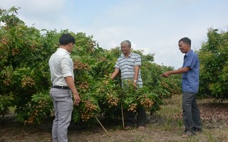 Thu nhập cao từ mô hình trồng nhãn trên mô đất