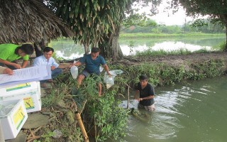 Triển vọng từ con tôm càng xanh