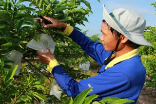 Làm gì để nâng cao giá trị trái mãng cầu Tây Ninh ?