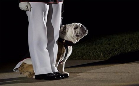 Vẻ dũng mãnh của các chú chó chiến binh Mỹ