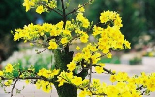 Những loài hoa đặc trưng cho Tết cổ truyền ở Việt Nam