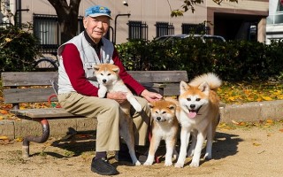 Giống chó đặc biệt thông minh, quốc khuyển của Nhật Bản