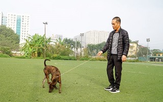 Thực hư thông tin Việt Nam đang sở hữu giống chó thông minh nhất nhì thế giới