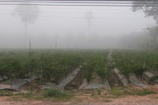 Thời tiết xấu gây hại cây trồng