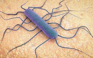 Nam Phi cảnh báo nguy cơ bùng phát nhiễm khuẩn Listeria