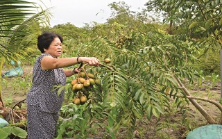 Trồng cóc trong... vườn dừa