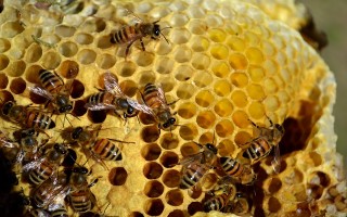 Một thời tìm ong lấy mật